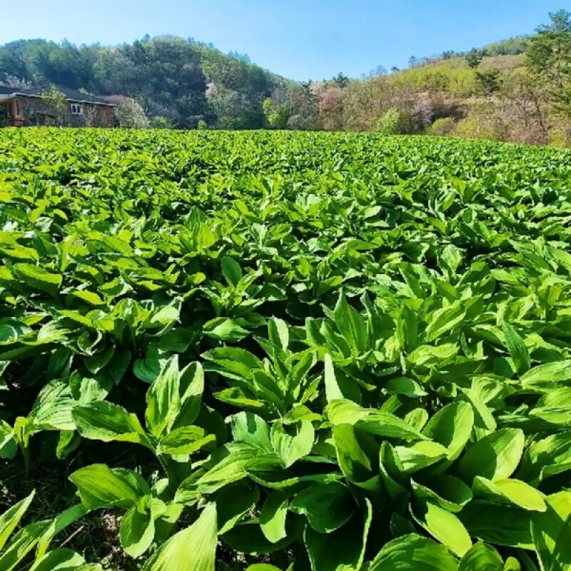농업회사법인 주식회사 봉평,자연을 닮은 평창 명이나물